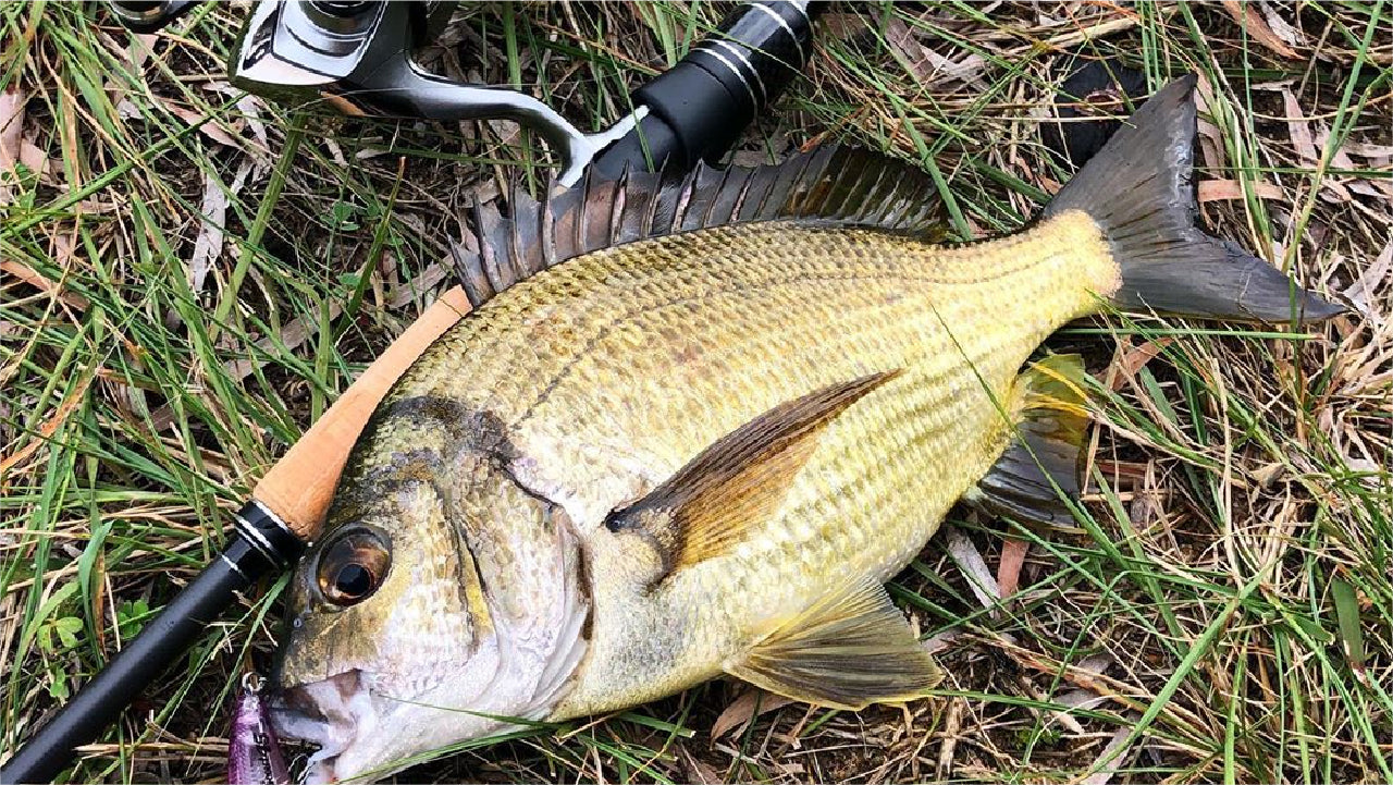 クロダイ(チヌ)釣りのガイド（フカセ釣り篇）