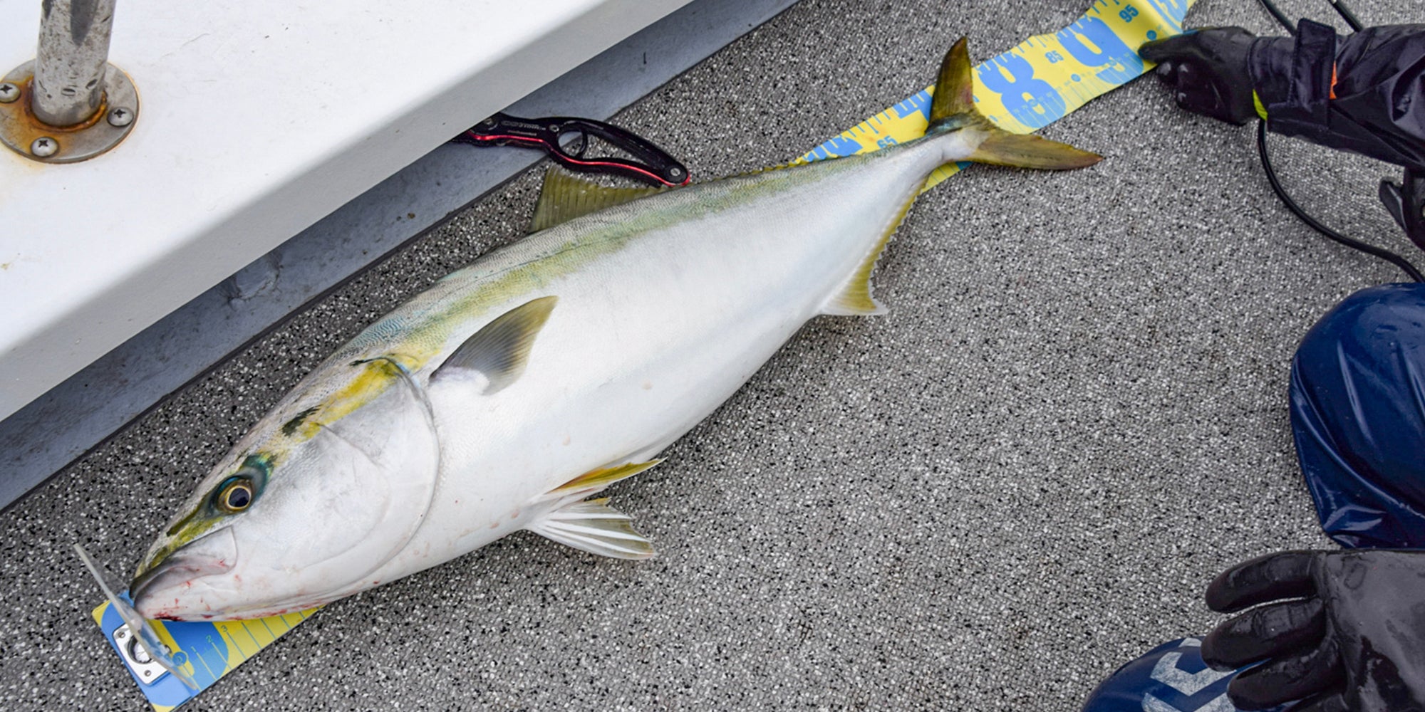 ゴメクサス】釣った魚の計測方法はどうすればいい？重さ？それとも長さ？