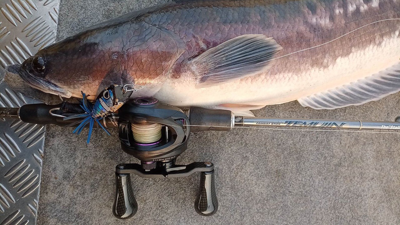 日本で7月の海釣りにおすすめの魚種