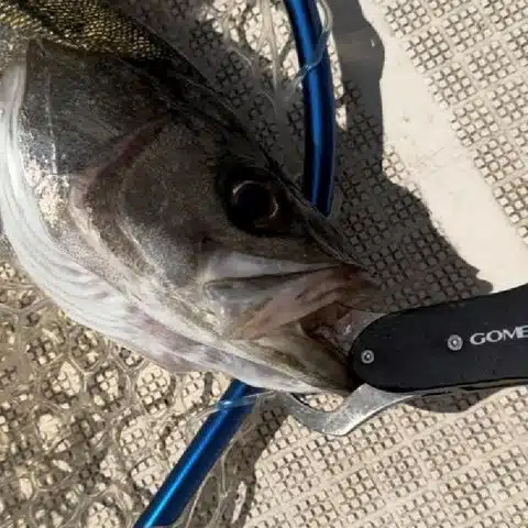 【コスパ◎】ゴメクサスの最強フィッシュグリップを徹底インプレ!【おすすめ】 8 02 707690be f4b7 4226 a974