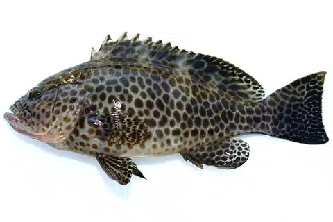 大人気「ロックフィッシュゲーム」超入門!釣り上げるコツを紹介 5