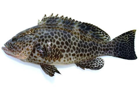 大人気「ロックフィッシュゲーム」超入門!釣り上げるコツを紹介 5