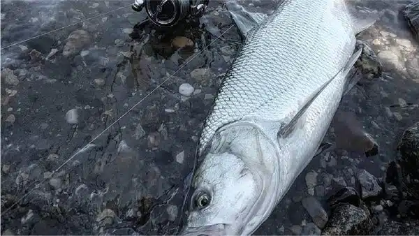 11 000f239b 3786 4665 8dcd