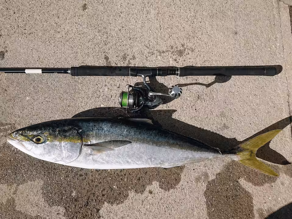 ゴメクサスカスタムハンドル魚図