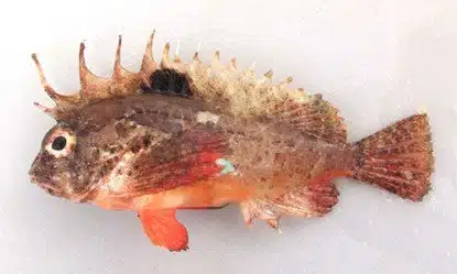 釣れたら要注意!毒魚にの対処方 2 1 5e366df3 899a 47ca 988f