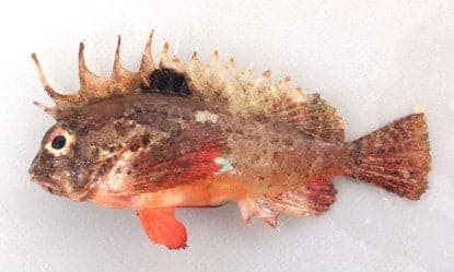 釣れたら要注意!毒魚にの対処方 2 1 5e366df3 899a 47ca 988f