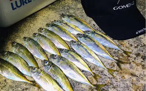 大人気「アジング」に入門しよう!釣り方や釣れやすい時間帯などを紹介 2 20231024