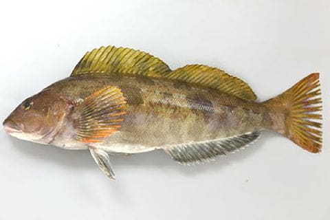 大人気「ロックフィッシュゲーム」超入門!釣り上げるコツを紹介 7