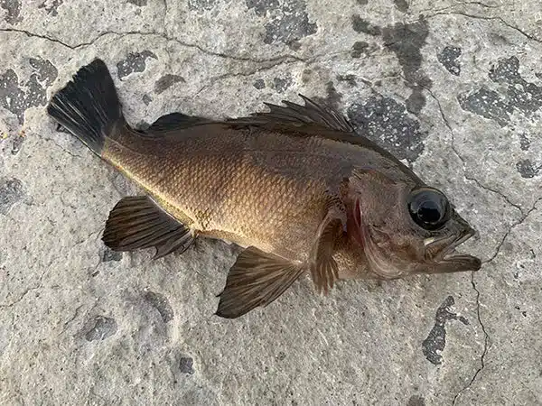 初心者必見!メバリングの基本をご紹介! 2 メバリング