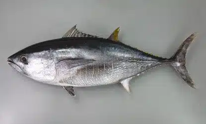 日本とアメリカにおける釣り文化の違い 3 2 0c1a43bd 86ae 4d51 8f45