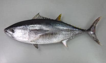 日本とアメリカにおける釣り文化の違い 3 2 0c1a43bd 86ae 4d51 8f45