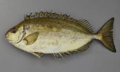 釣れたら要注意!毒魚にの対処方 3 2 5ad27985 0758 467c 81e4