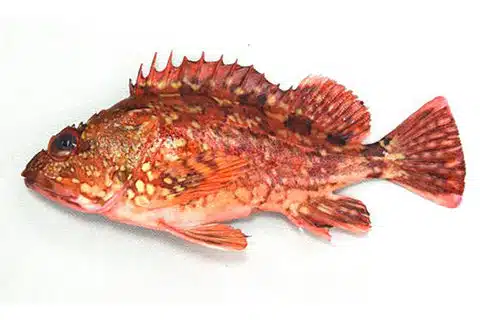 大人気「ロックフィッシュゲーム」超入門!釣り上げるコツを紹介 2