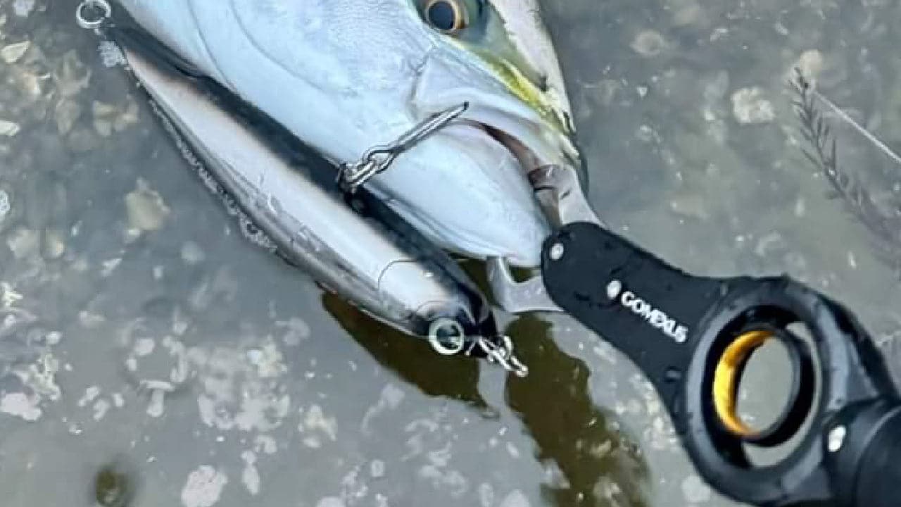 初回ロット即完売!ゴメクサス初のフィッシュグリップがすごい! 2 34 8abbfece 7952 4a57 8906 340d13e19ece