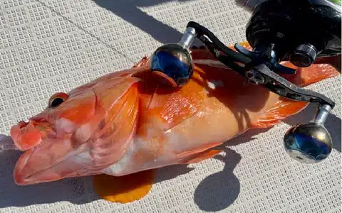 好きなハンドルとノブを組み合わせてカスタマイズ!リールのカスタムを楽しもう 9