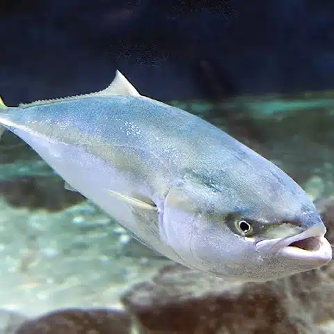 強い引きが魅力の人気ターゲット「ブリ」はどんな餌で釣れる?よく使う餌を紹介 3