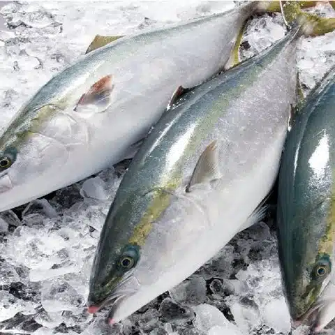 強い引きが魅力の人気ターゲット「ブリ」はどんな餌で釣れる?よく使う餌を紹介 4