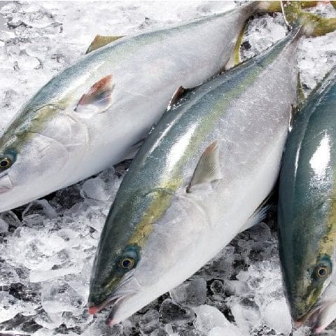 強い引きが魅力の人気ターゲット「ブリ」はどんな餌で釣れる?よく使う餌を紹介 4