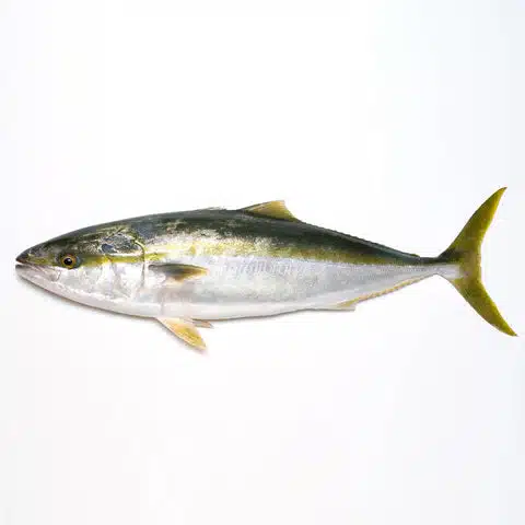 強い引きが魅力の人気ターゲット「ブリ」はどんな餌で釣れる?よく使う餌を紹介 2