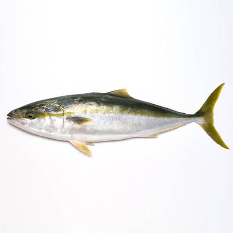 強い引きが魅力の人気ターゲット「ブリ」はどんな餌で釣れる?よく使う餌を紹介 2