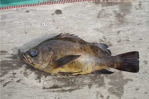 大人気「ロックフィッシュゲーム」超入門!釣り上げるコツを紹介 3