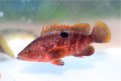 大人気「ロックフィッシュゲーム」超入門!釣り上げるコツを紹介 6