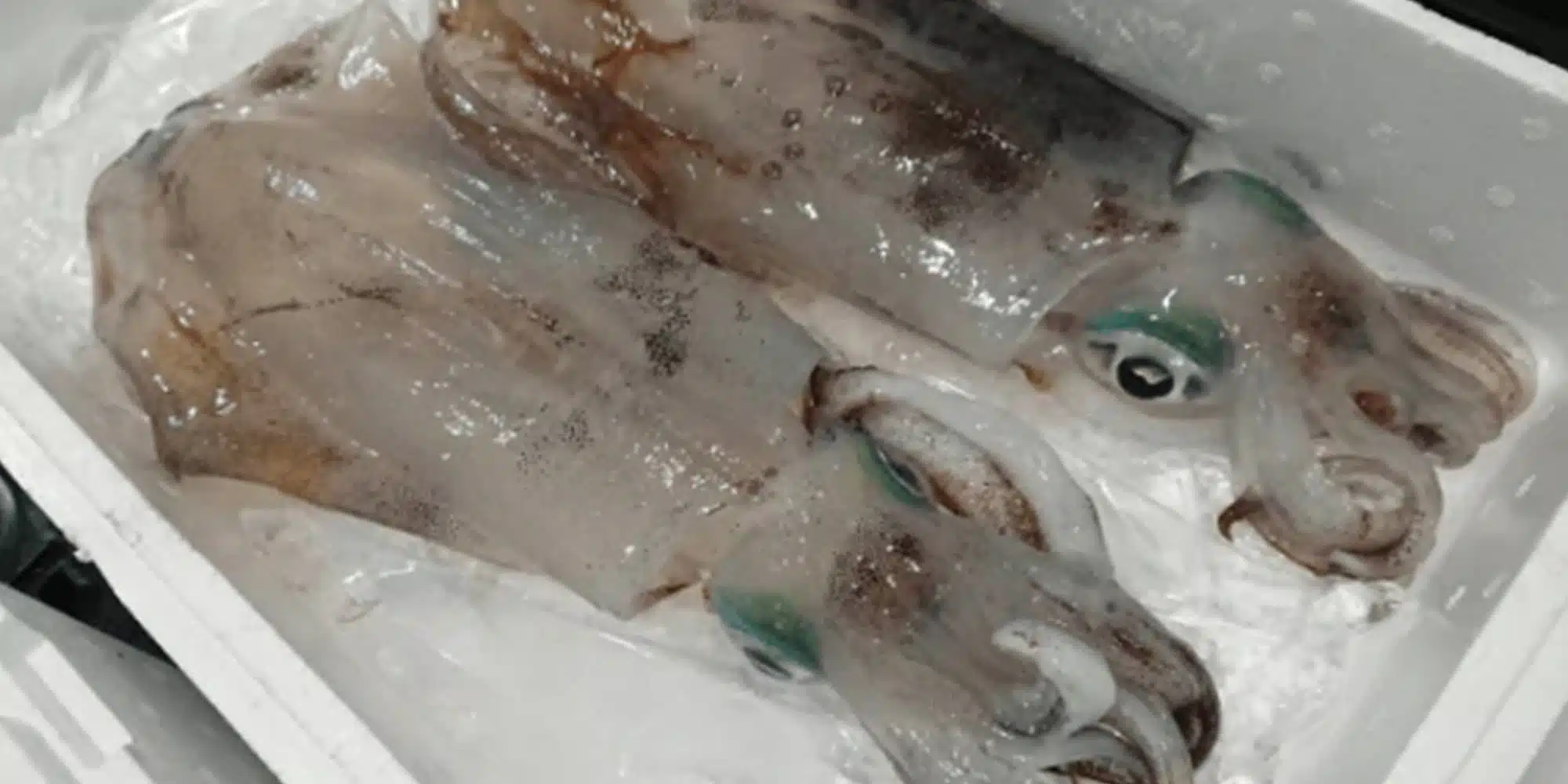 a8e980cc82b8bba7bd83ac0efce3cca9