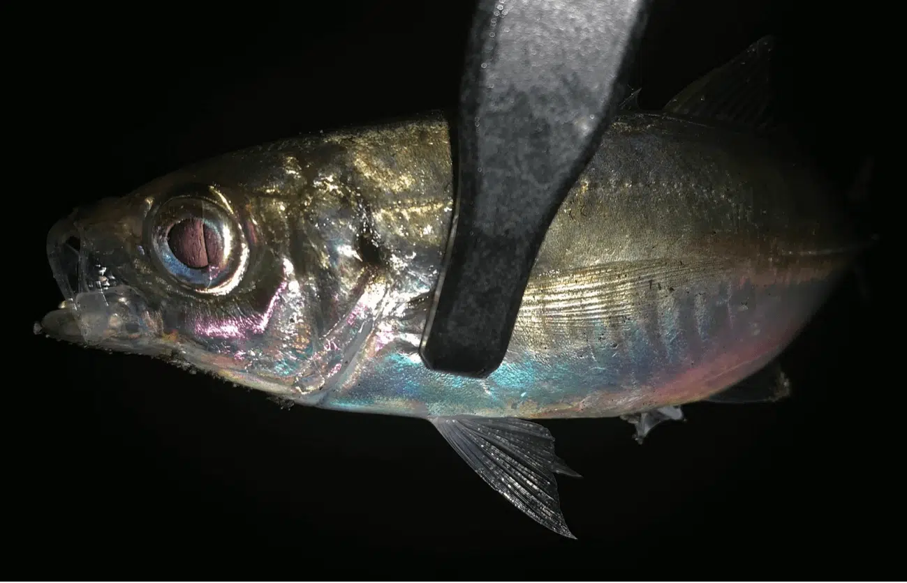 ゴメクサス　アジングロッド