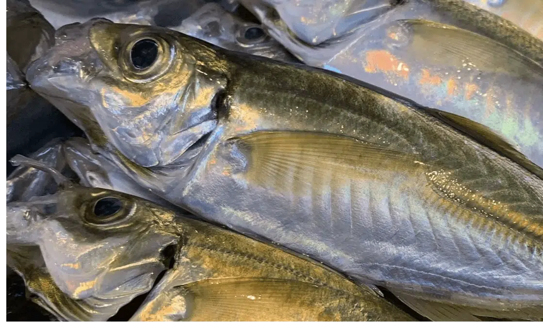 ゴメクサス　アジングロッド