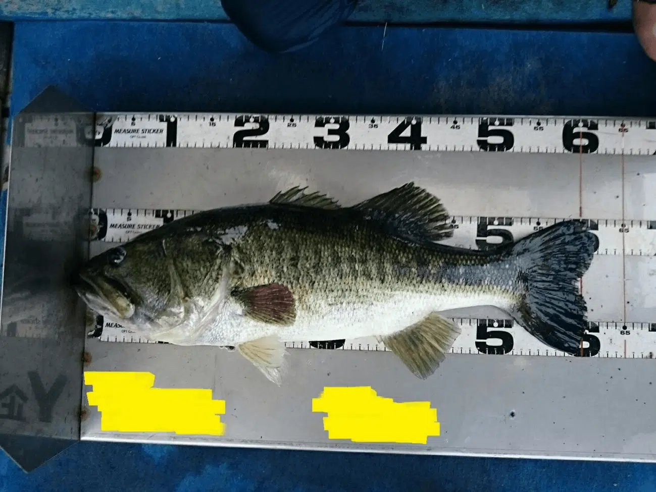 バス釣り釣果図