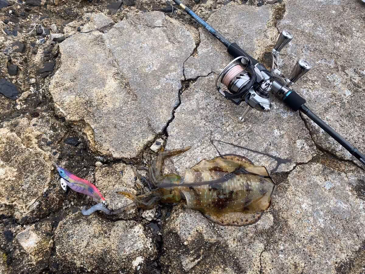 ゴメクサス　アオリイカ