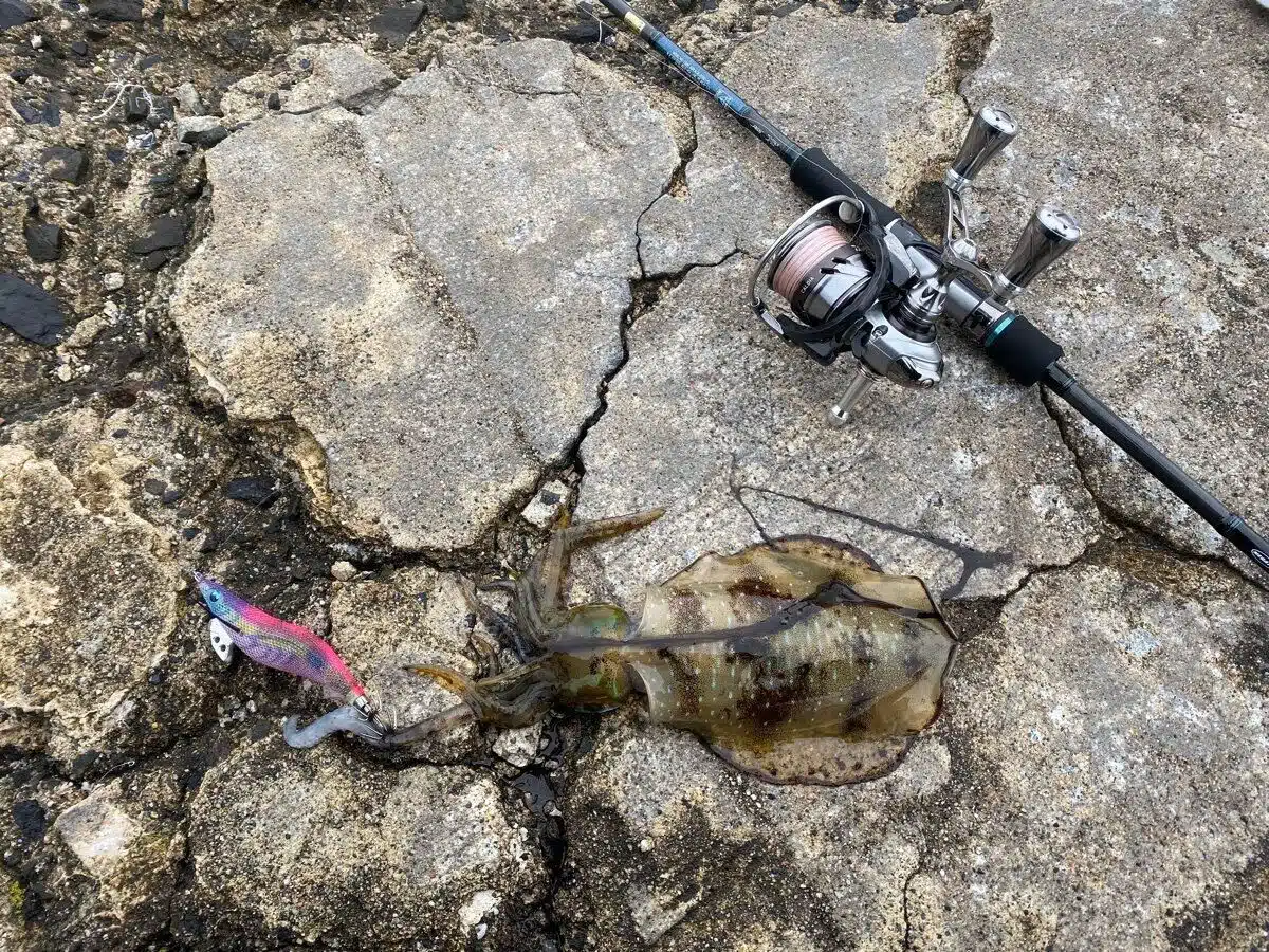 冬(12月・1月・2月)の釣りは何が釣れる? 3 ゴメクサス アオリイカ