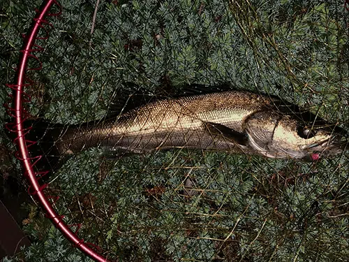 入れ食いも楽しめる!? 「バチ抜け」とは? おすすめのルアーも紹介 2 ゴメクサス バチ抜けルアー