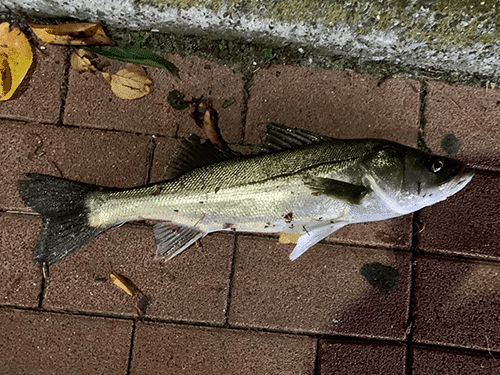 ゴメクサス　バチ抜けルアー