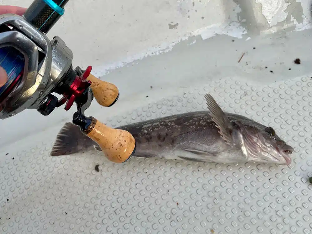 21スコーピオンMDにゴメクサスのダブルハンドルを取り付けてみた! 13 21スコーピオン MD ゴメクサス BDH-CA27 釣行