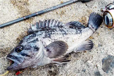 大人気「ロックフィッシュゲーム」超入門!釣り上げるコツを紹介 9