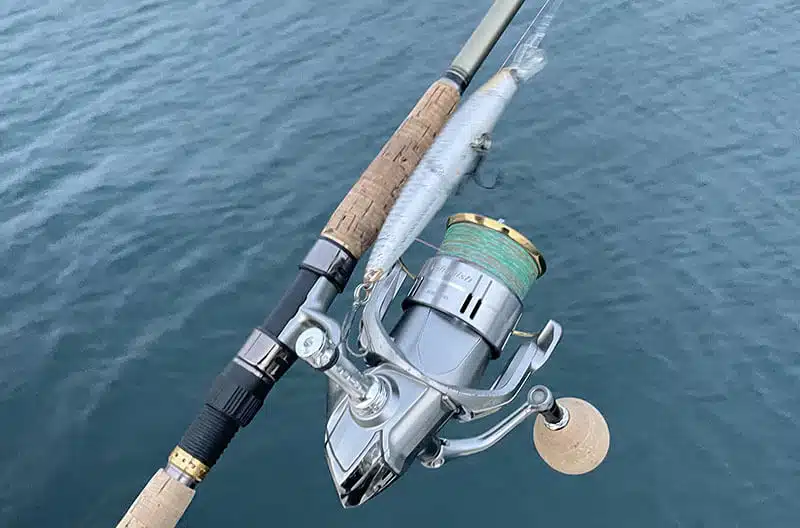 ゴメクサス　C38