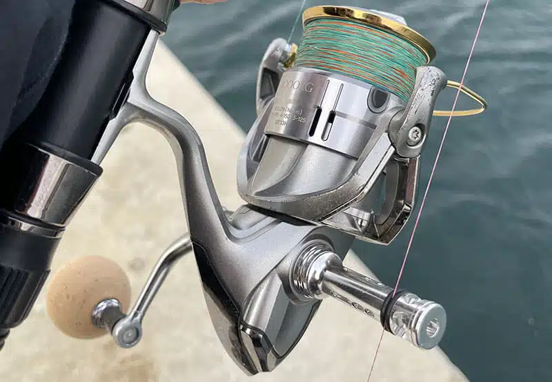 ゴメクサス　C38