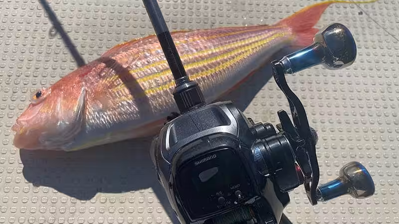ゴメクサス　CH-T30