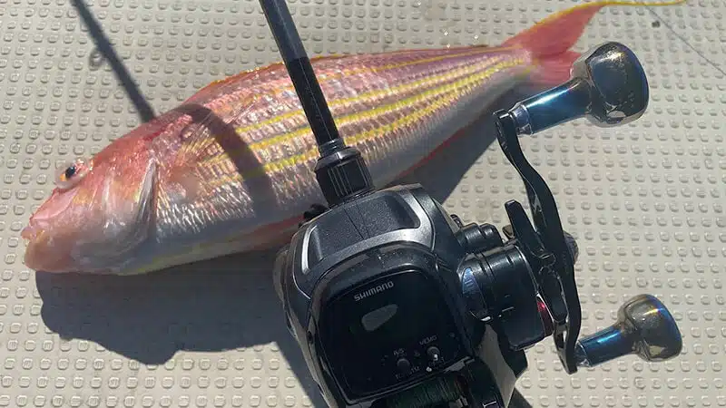 ゴメクサス　CH-T30