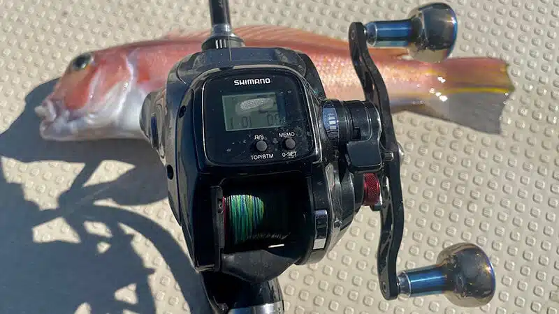 ゴメクサス　CH-T30