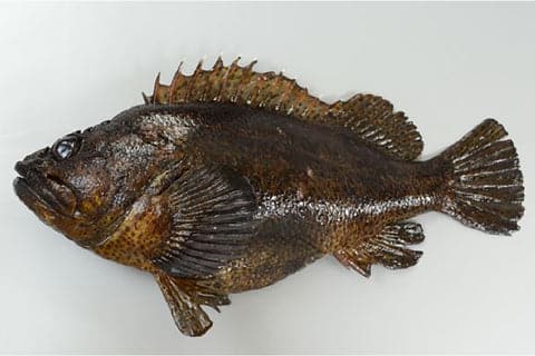 大人気「ロックフィッシュゲーム」超入門!釣り上げるコツを紹介 8