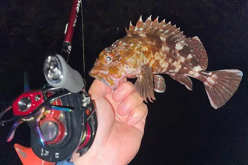 ゴメクサスのスタードラグリールに装着様子