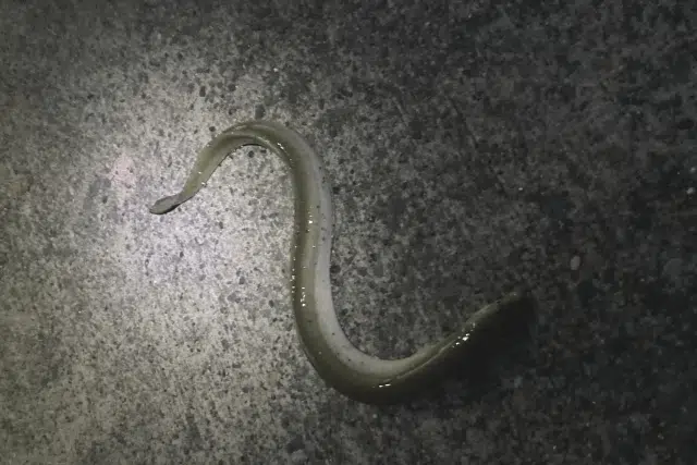 初心者必見!高級魚ウナギを釣れ!釣り方や道具を解説 3 ゴメクサス ウナギ釣り