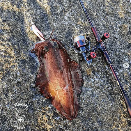 エギング　タックル