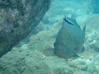 ボートロック釣行記 3 オオモンハタ