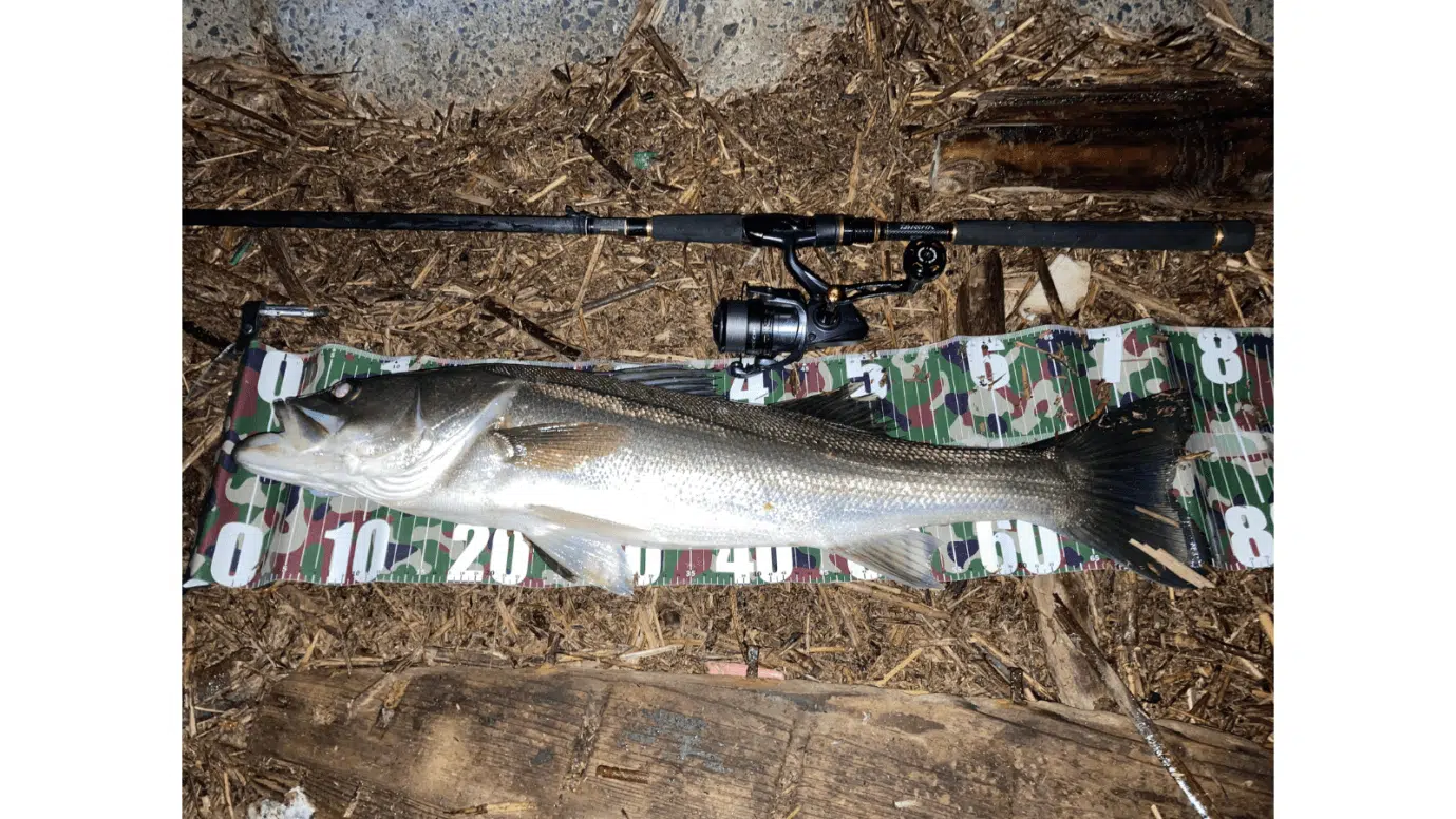 ゴメクサス　カスタムパーツ　シングルハンドル＆リールスタンド