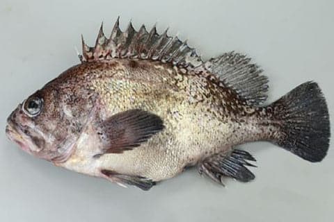 大人気「ロックフィッシュゲーム」超入門!釣り上げるコツを紹介 10