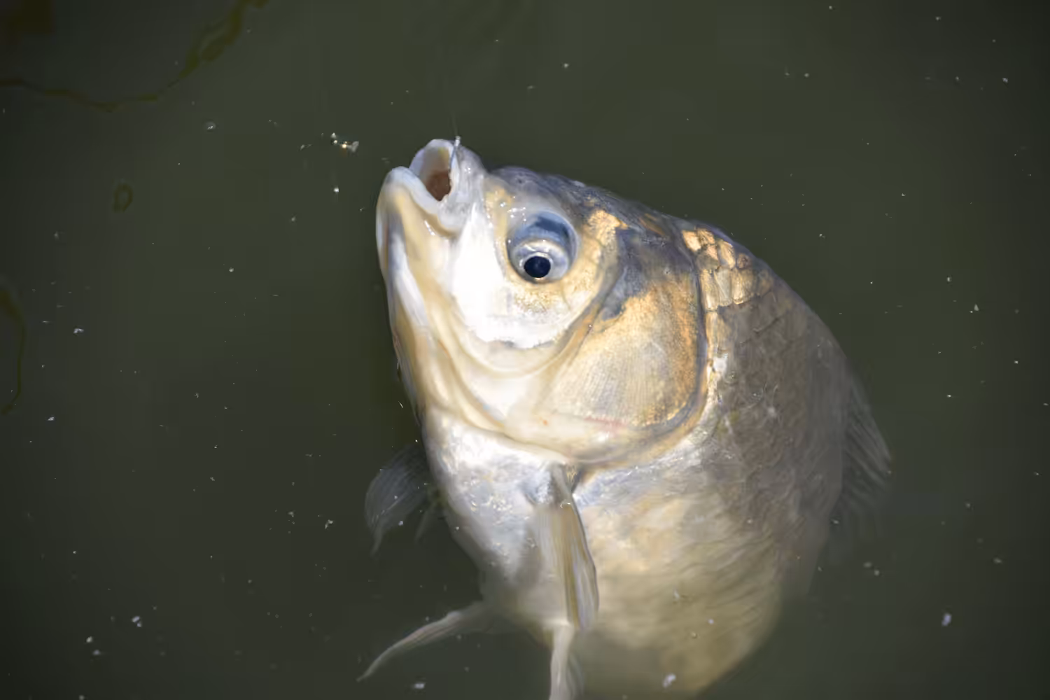 ゴメクサス　魚  計測方法
