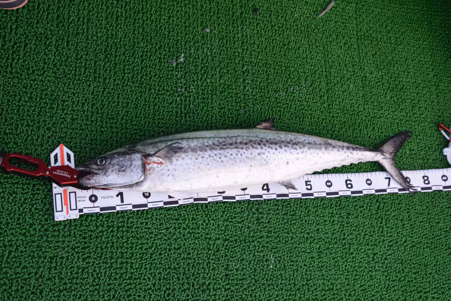 ゴメクサス　魚  計測方法